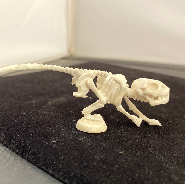 Deer Antler Fetish Carving (set)